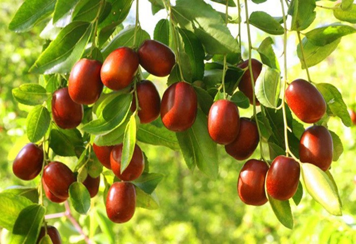 ZAGIDO – Shop bán hàng trực tuyến của VIMIDO Group